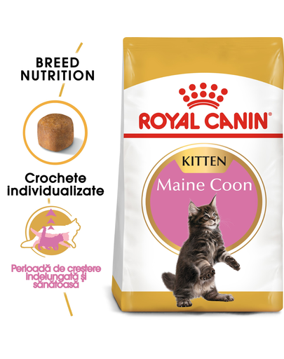 ROYAL CANIN Kitten Hrana pisoi rasa maine coon 4 kg