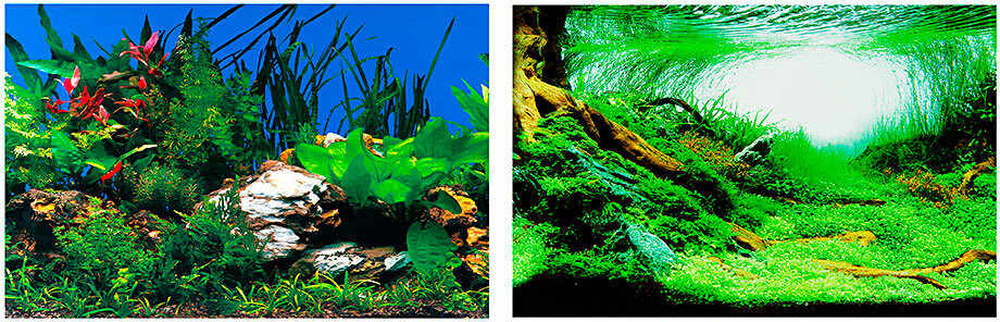 FERPLAST Decor foto pentru acvariu, cu 2 feţe, Verde