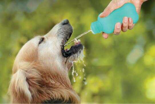 UNITED PETS Water4Dogs Sticlă din silicon pentru câini 100ml, Verde